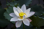 水芙蓉