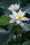 白莲花