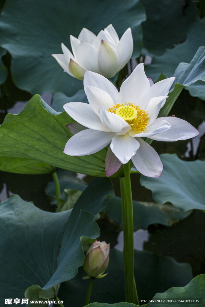 白莲花