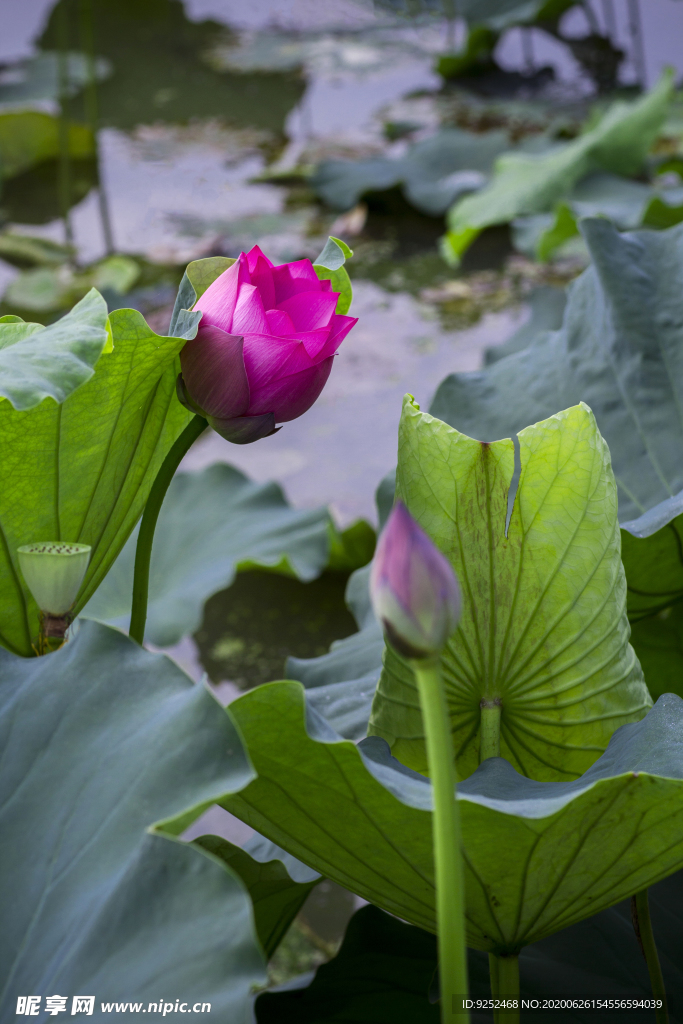 水芙蓉