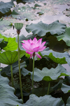 荷花池