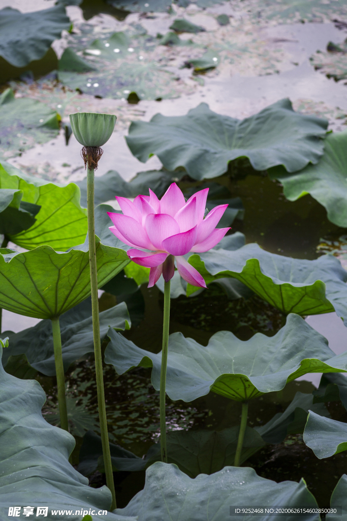 荷花池