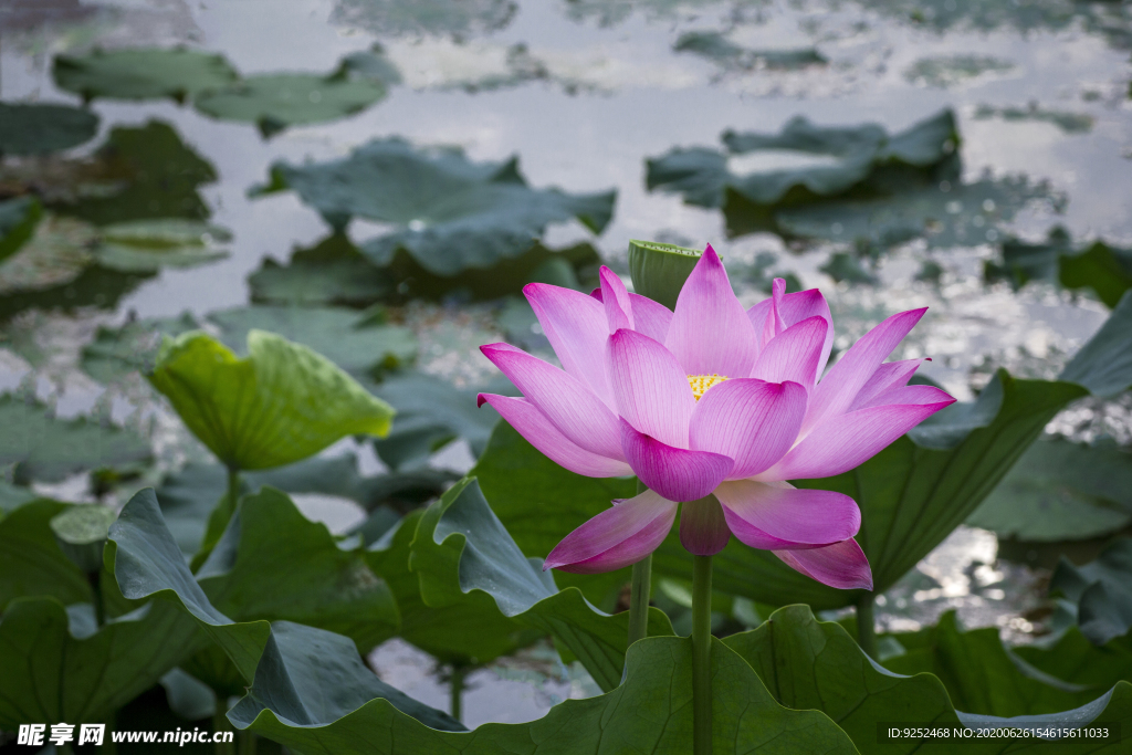 泽芝