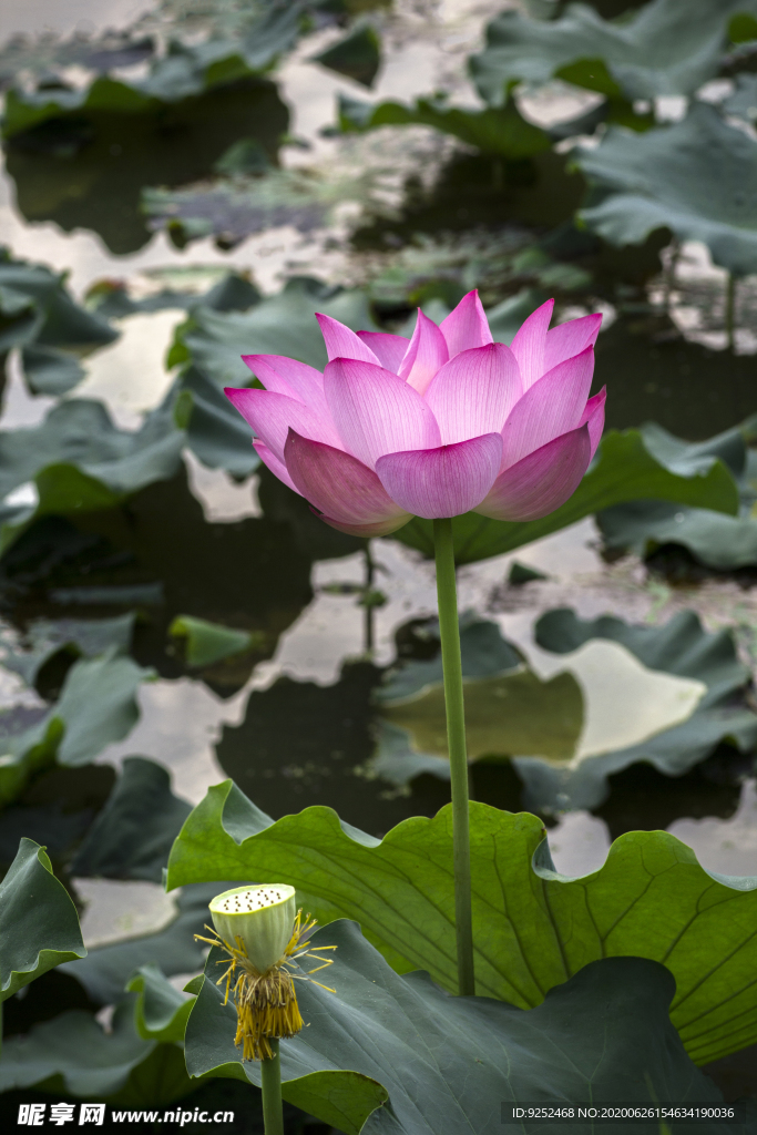 藕花