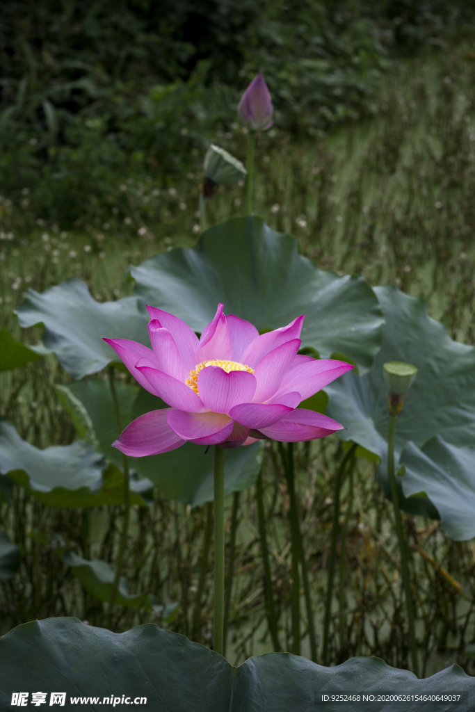 水芙蓉