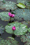 水芙蓉