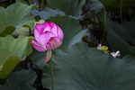 藕花