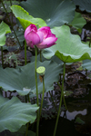 藕花