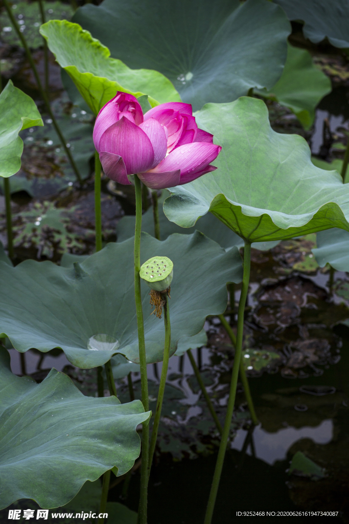 藕花