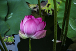 荷花池