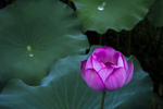 水芙蓉