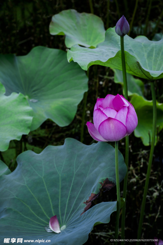 粉莲花