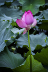 芙蕖