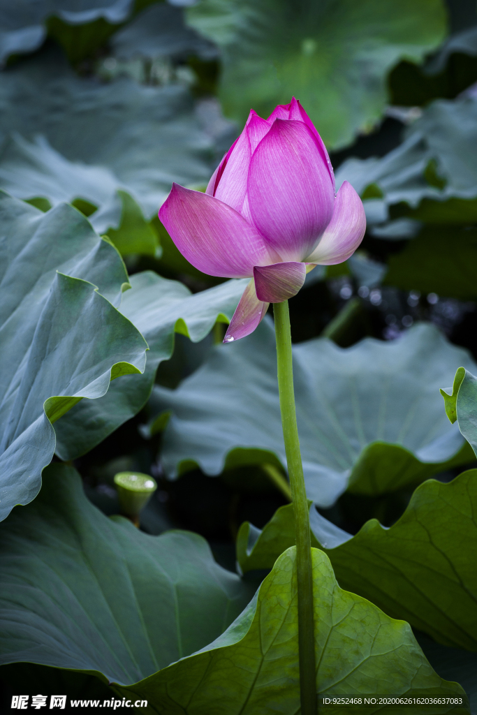 芙蕖