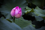 粉莲花