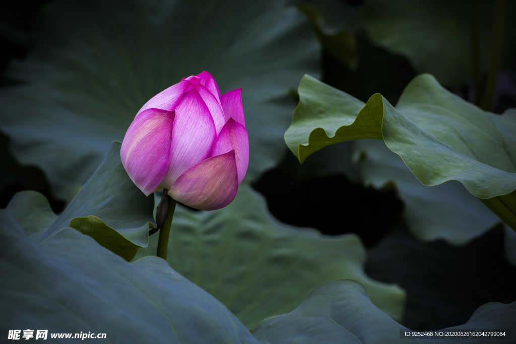 粉莲花