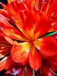 鲜花