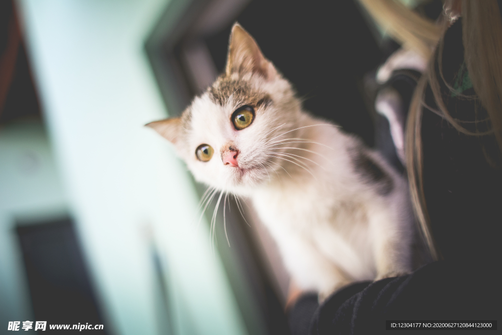 猫