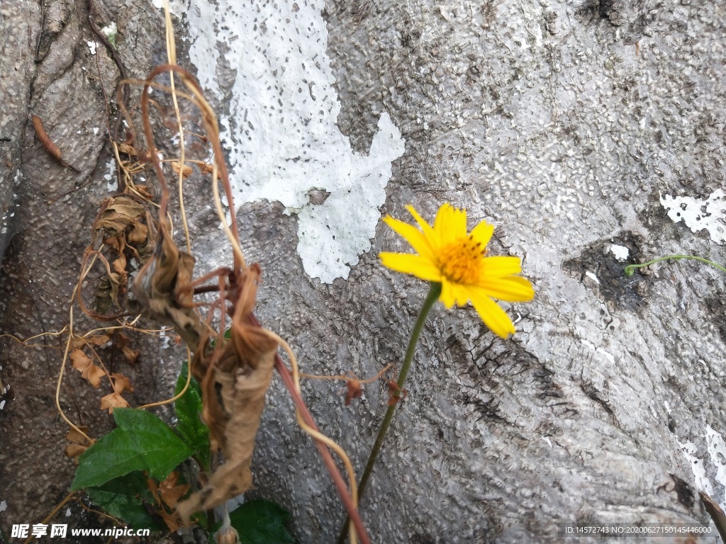 小黄花