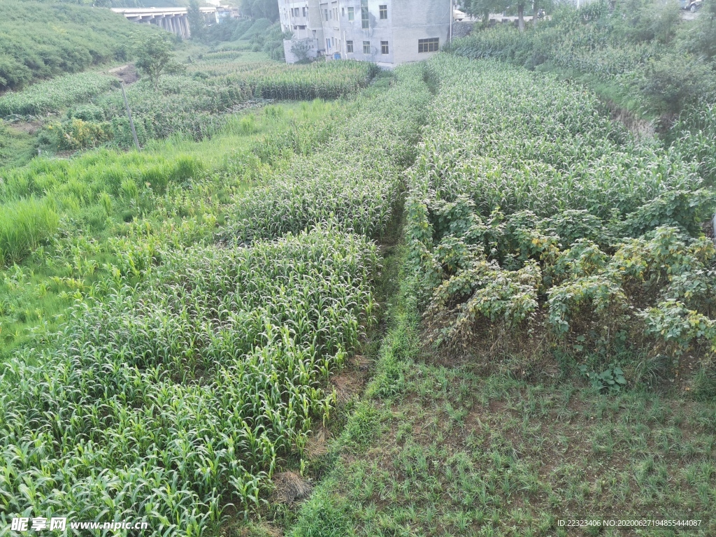 高粱