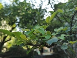 绿色花椒