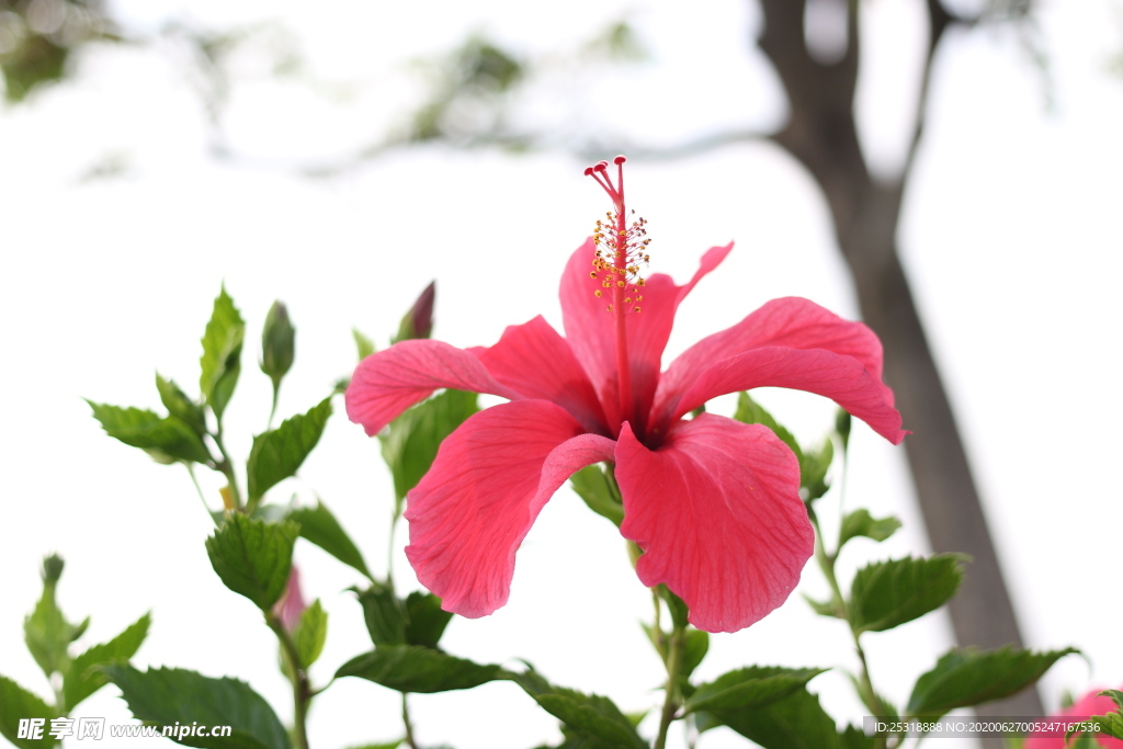 朱槿花