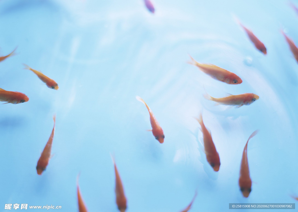 金鱼锦鲤水族观赏鱼图片