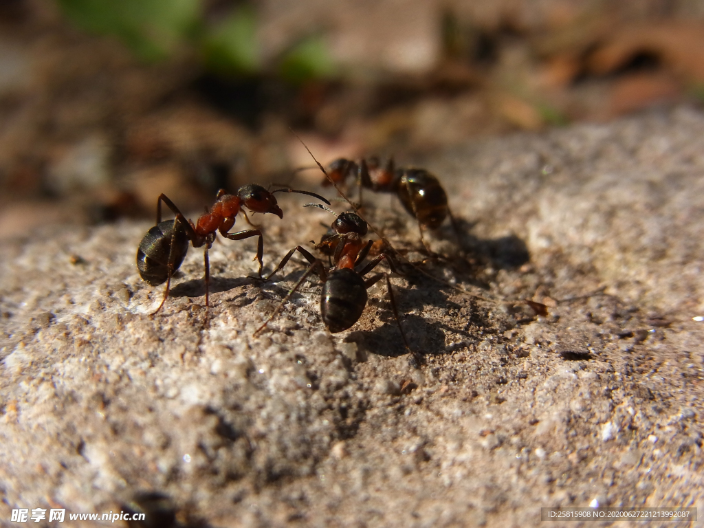 蚂蚁图片素材-编号14407071-图行天下