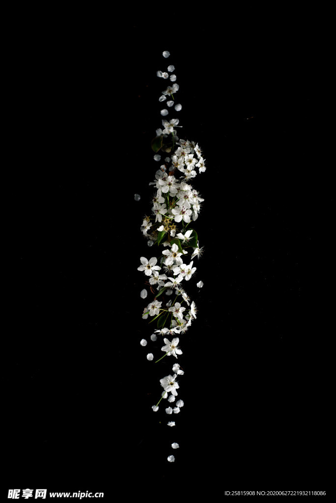 花卉艺术摄影图片