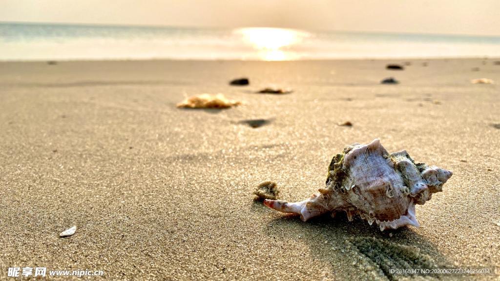 海螺