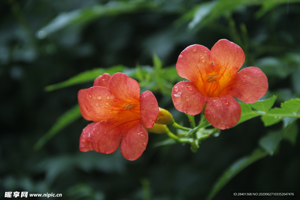 凌霄花开