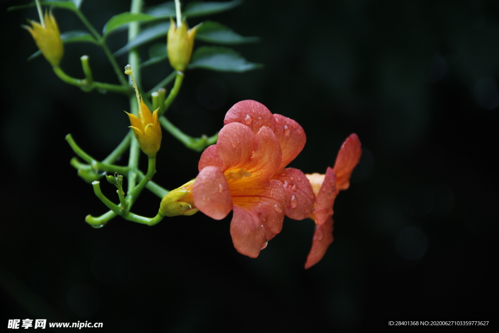 凌霄花开