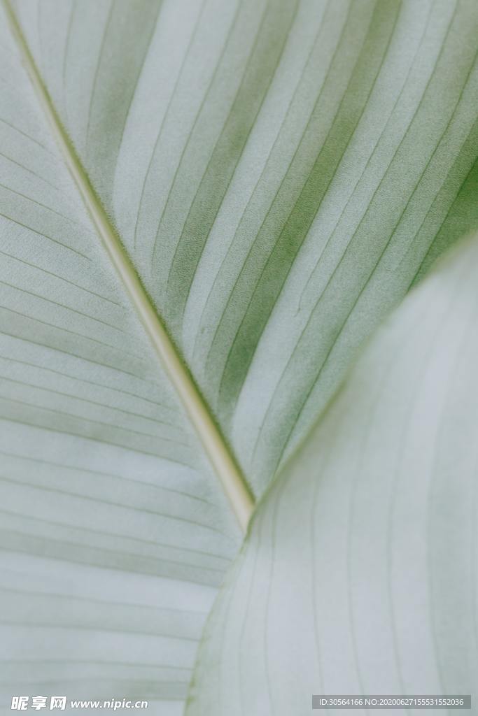 树叶纹理纹路夏季清新背景素材