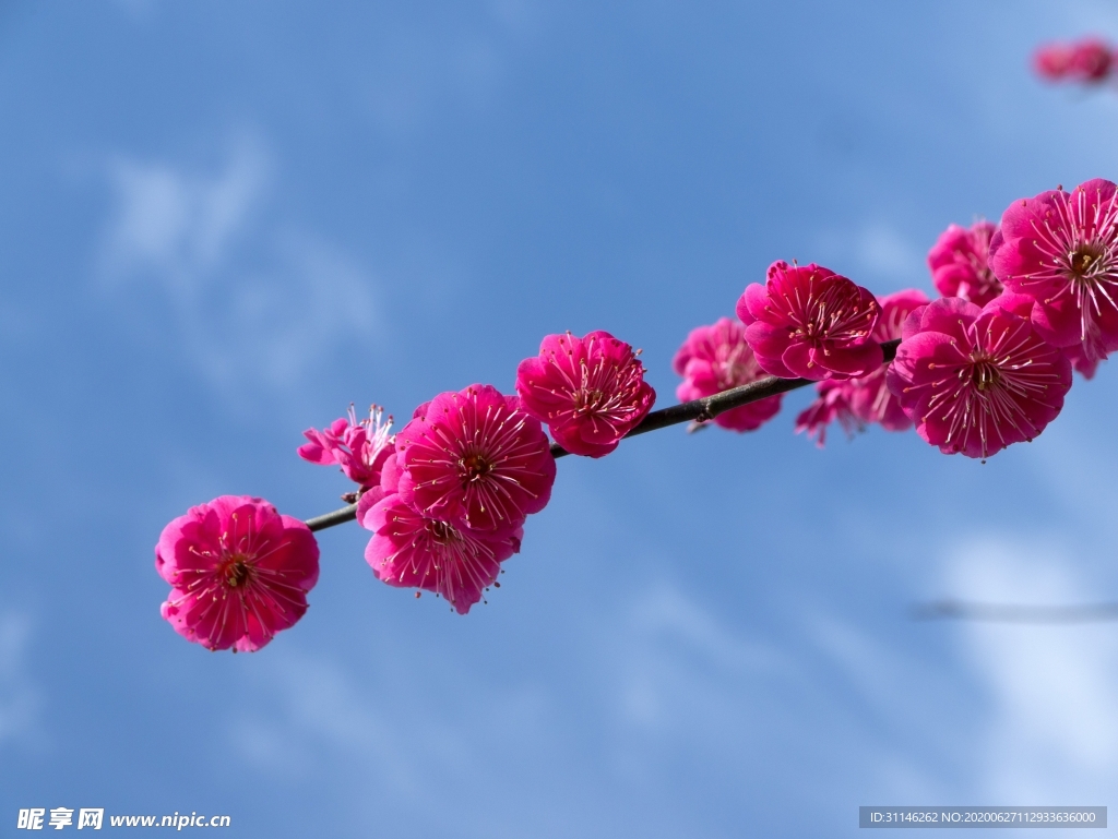 一枝梅花