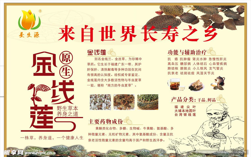 金线莲海报