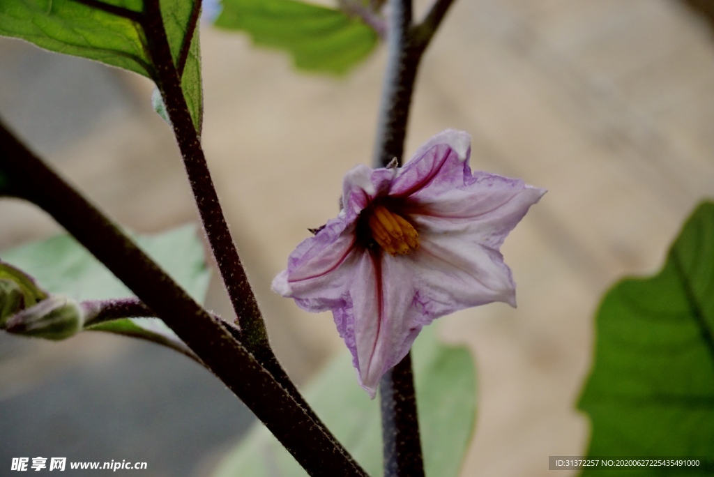 茄子花