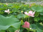 田园风光