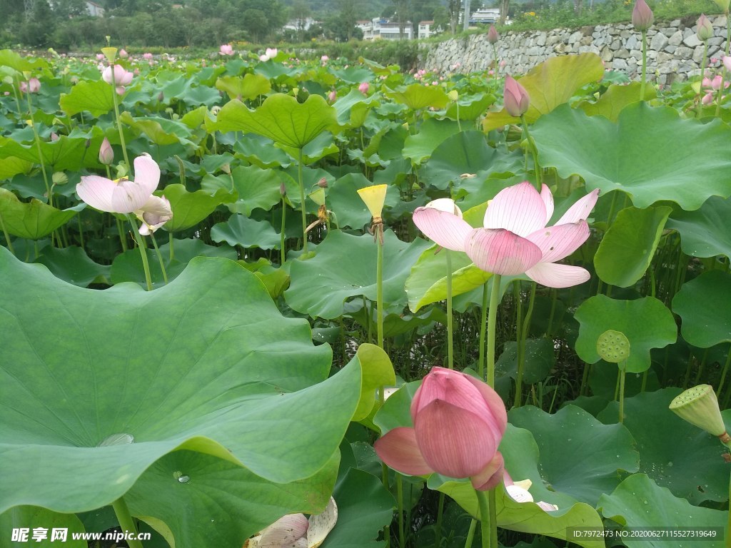 田园风光