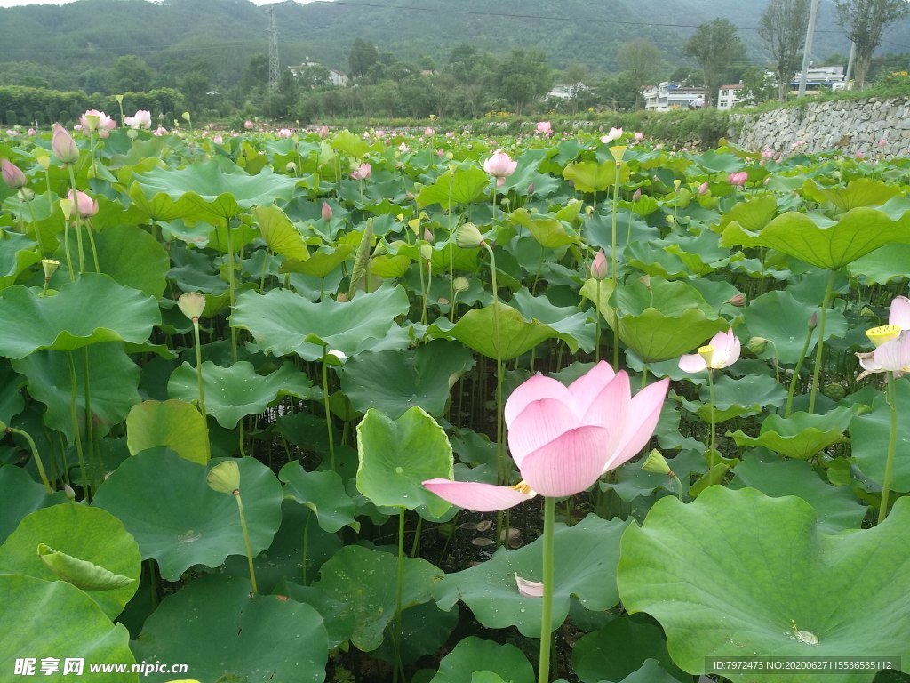 荷花