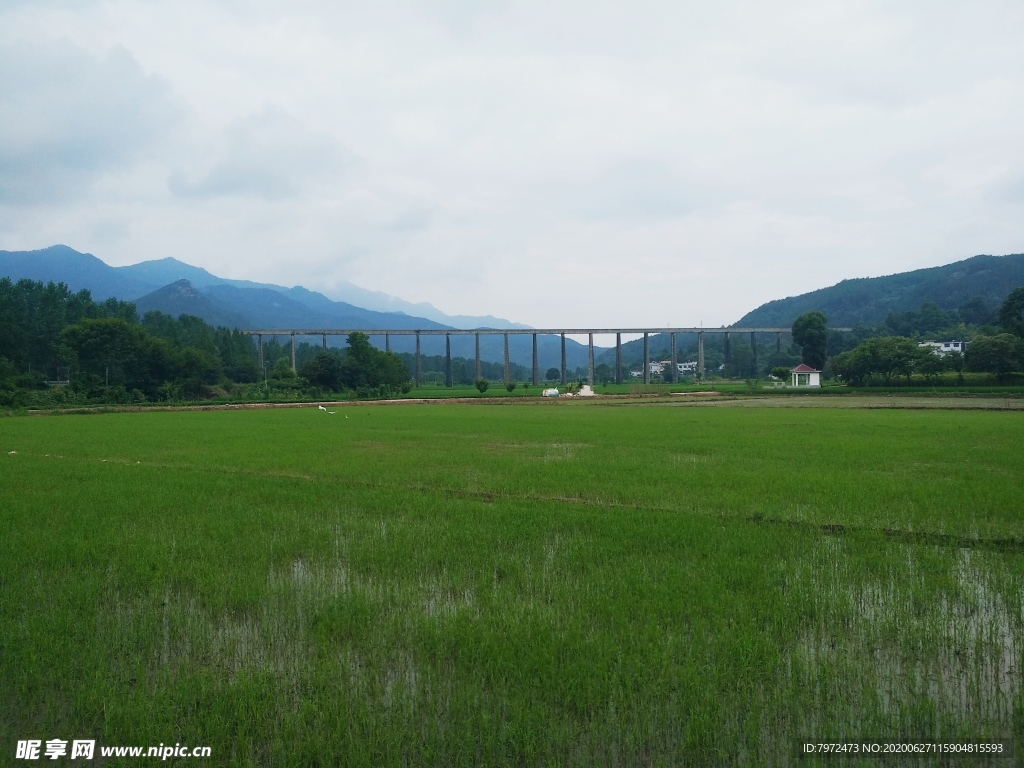 田野