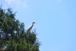 仙鹤