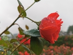 红玫瑰花