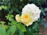 黄玫瑰花