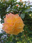 粉色玫瑰花