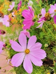 格桑花