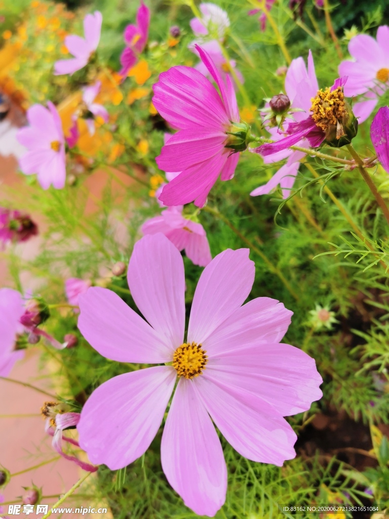 格桑花