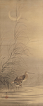 野鸭