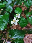 鱼腥草