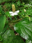 鱼腥草