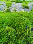 苔藓